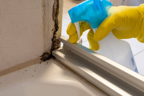 Reliable Franklin, LA Mold Remediation Solutions